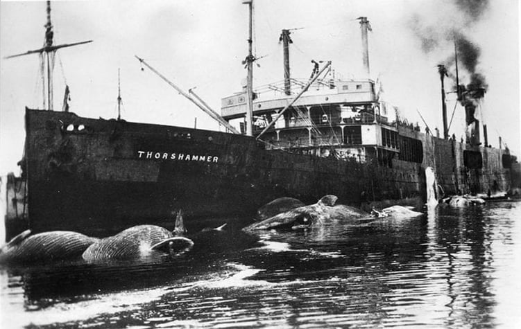 History-commercial-whaling-2000-101-29-47_web-1-768x486-1