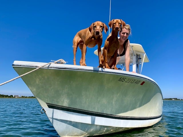 Two dogs peer over the hull of a boat