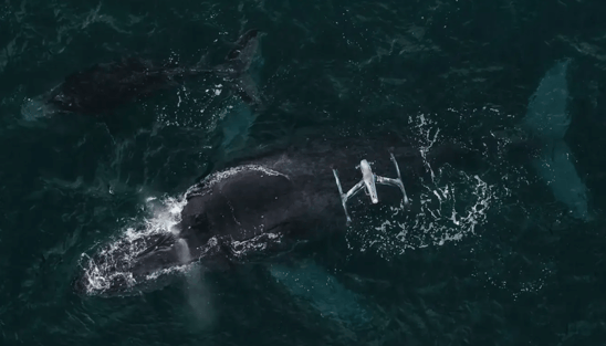 Ocean Alliance Research