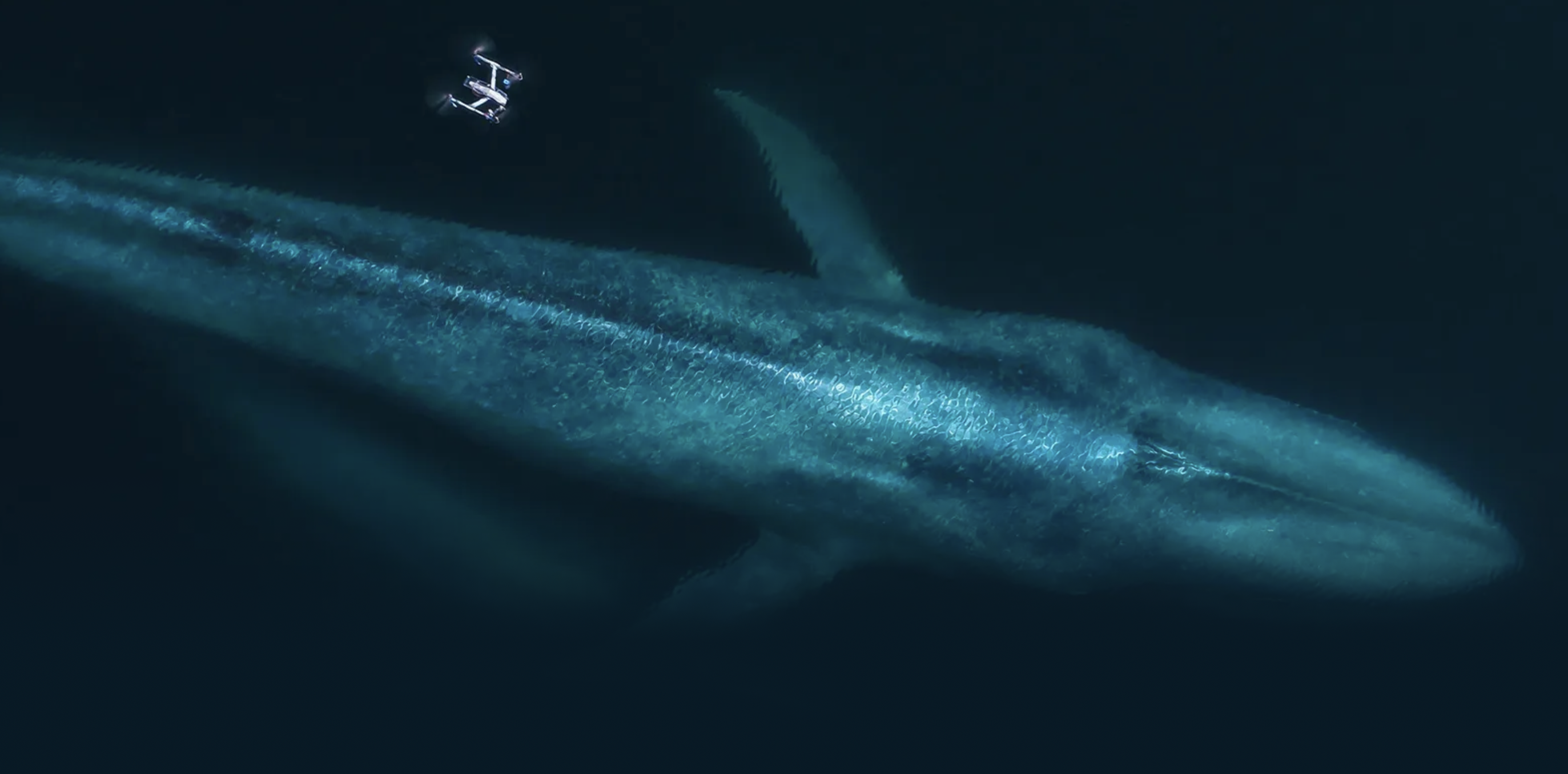 North Atlantic Whale Research