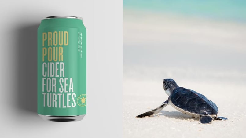 cider-sea-turtle-big