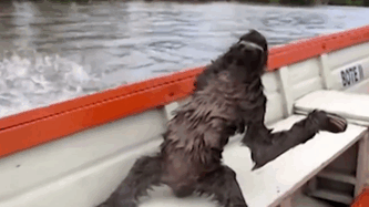 boat sloth