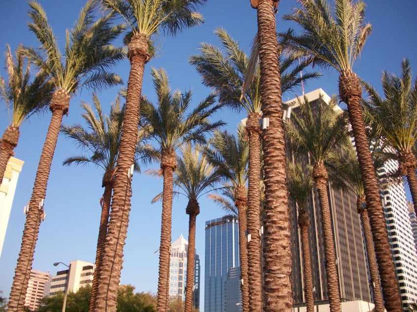 palm-trees-tampa