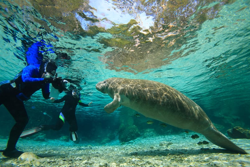 Crystal River Manatee