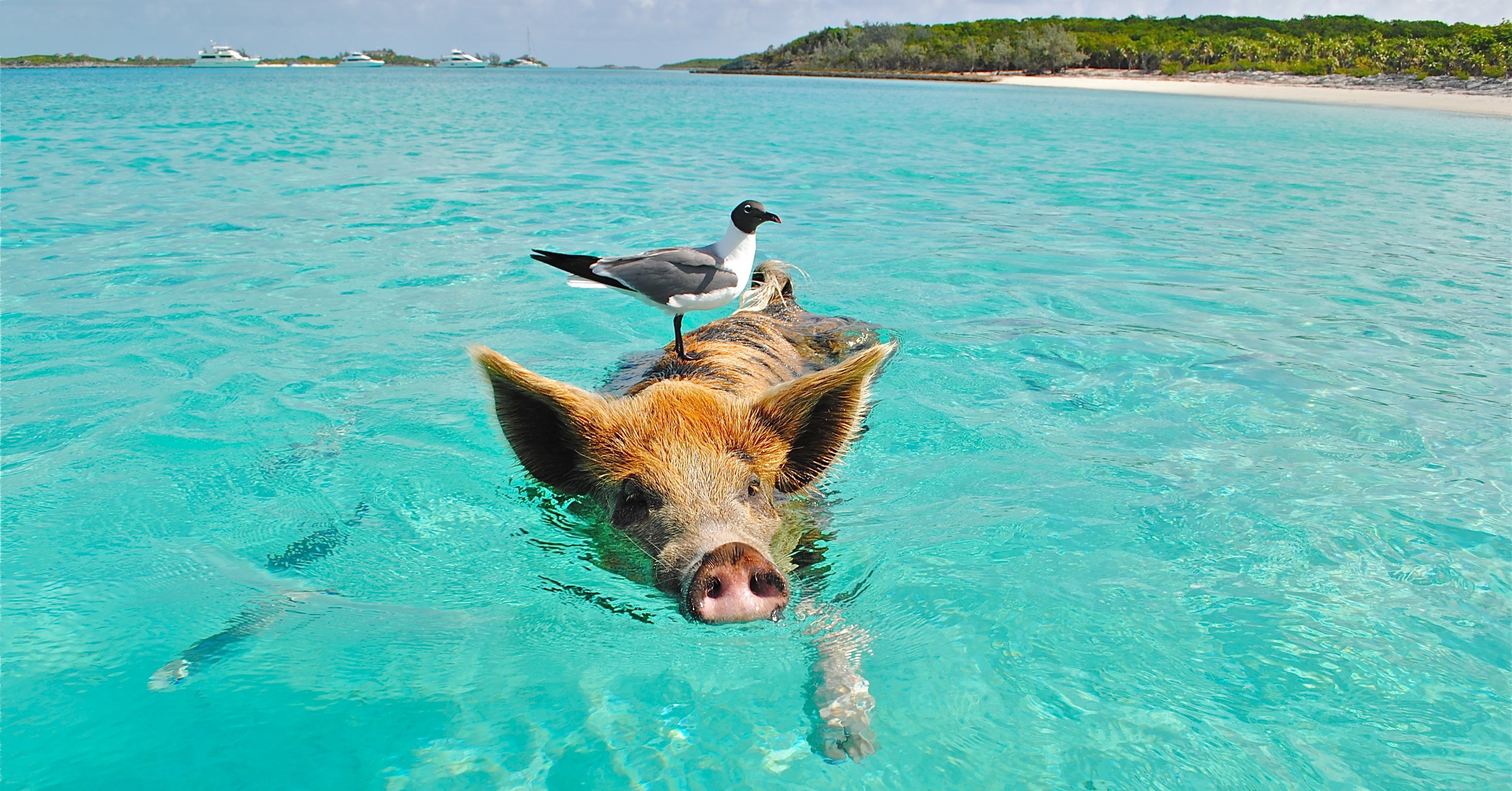 crossing-the-gulf-stream-how-to-boat-from-florida-to-the-bahamas